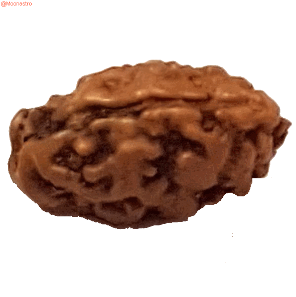 Rudraksha 2 mukhi nepal